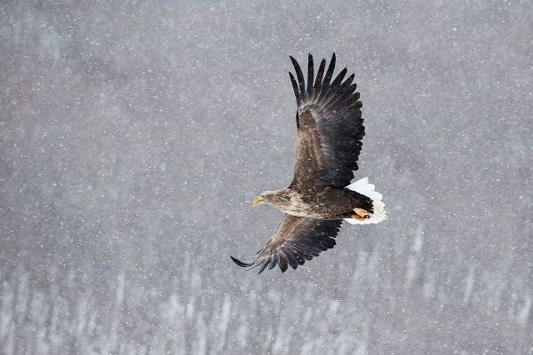 Goff, Ellen 아티스트의 Japan-Hokkaido-Kushiro Portrait of a white-tailed eagle in flight during a snow squall작품입니다.